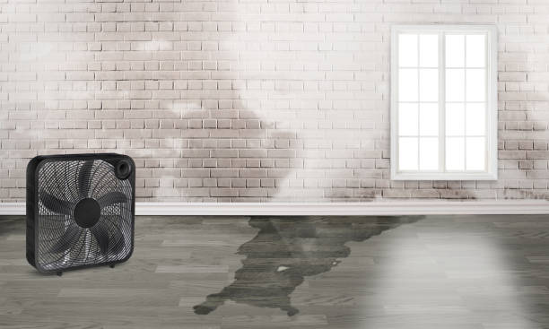 Best Water damage restoration mold remediation  in Fennville, MI
