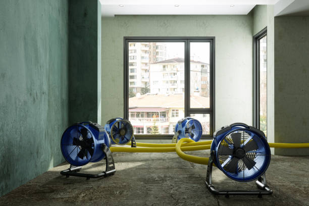 Best Local water damage restoration  in Fennville, MI