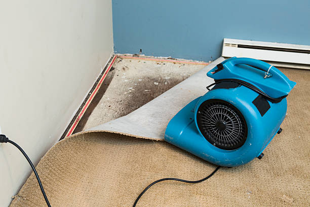 Best Sewage cleanup and water damage restoration  in Fennville, MI